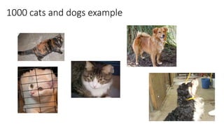 1000 cats and dogs example
 