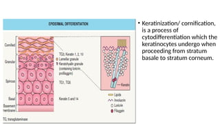 Cornification kerat 20.pptxmmmkkkkmkzxbsbzjhbssbsbshshhsshs | PPTX