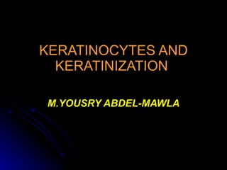 KERATINOCYTES AND KERATINIZATION   M.YOUSRY ABDEL-MAWLA 