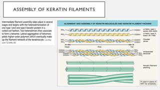 Biology of keratinocytes - Keratin filaments ,Intermediate filaments | PPTX