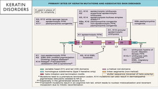 Biology of keratinocytes - Keratin filaments ,Intermediate filaments | PPTX