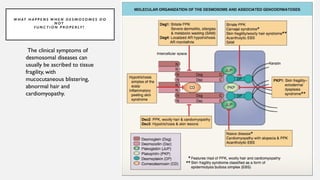 Biology of keratinocytes - Keratin filaments ,Intermediate filaments | PPTX