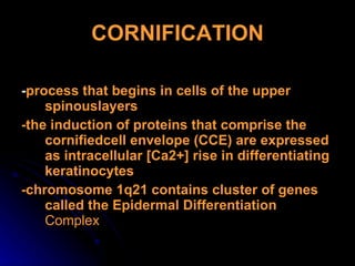 Cornification Process Keratinocytes And Keratinization Gammmeeel | PPS