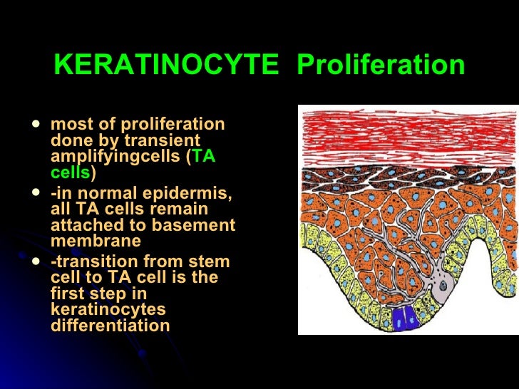 keratinocytes