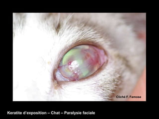 Cliché F. Famose




Keratite d’exposition – Chat – Paralysie faciale
 