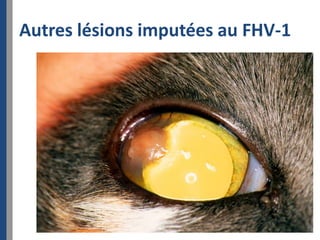 Autres lésions imputées au FHV-1
 