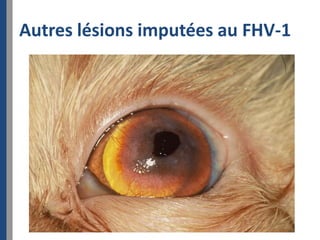 Autres lésions imputées au FHV-1
 