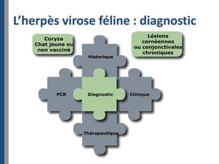 L’herpès virose féline : diagnostic
 