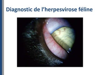 Diagnostic de l’herpesvirose féline
 