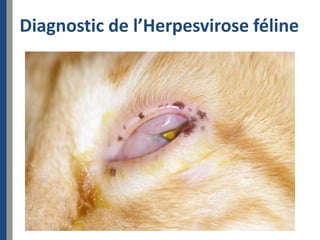 Diagnostic de l’Herpesvirose féline
 
