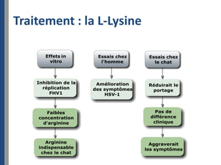 Traitement : la L-Lysine
 