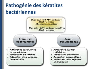 Pathogénie des kératites
bactériennes
 