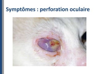 Symptômes : perforation oculaire
 
