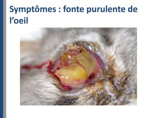 Symptômes : fonte purulente de
l’oeil
 