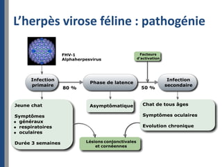 L’herpès virose féline : pathogénie
 