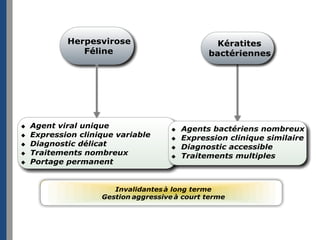 Keratites des carnivores
