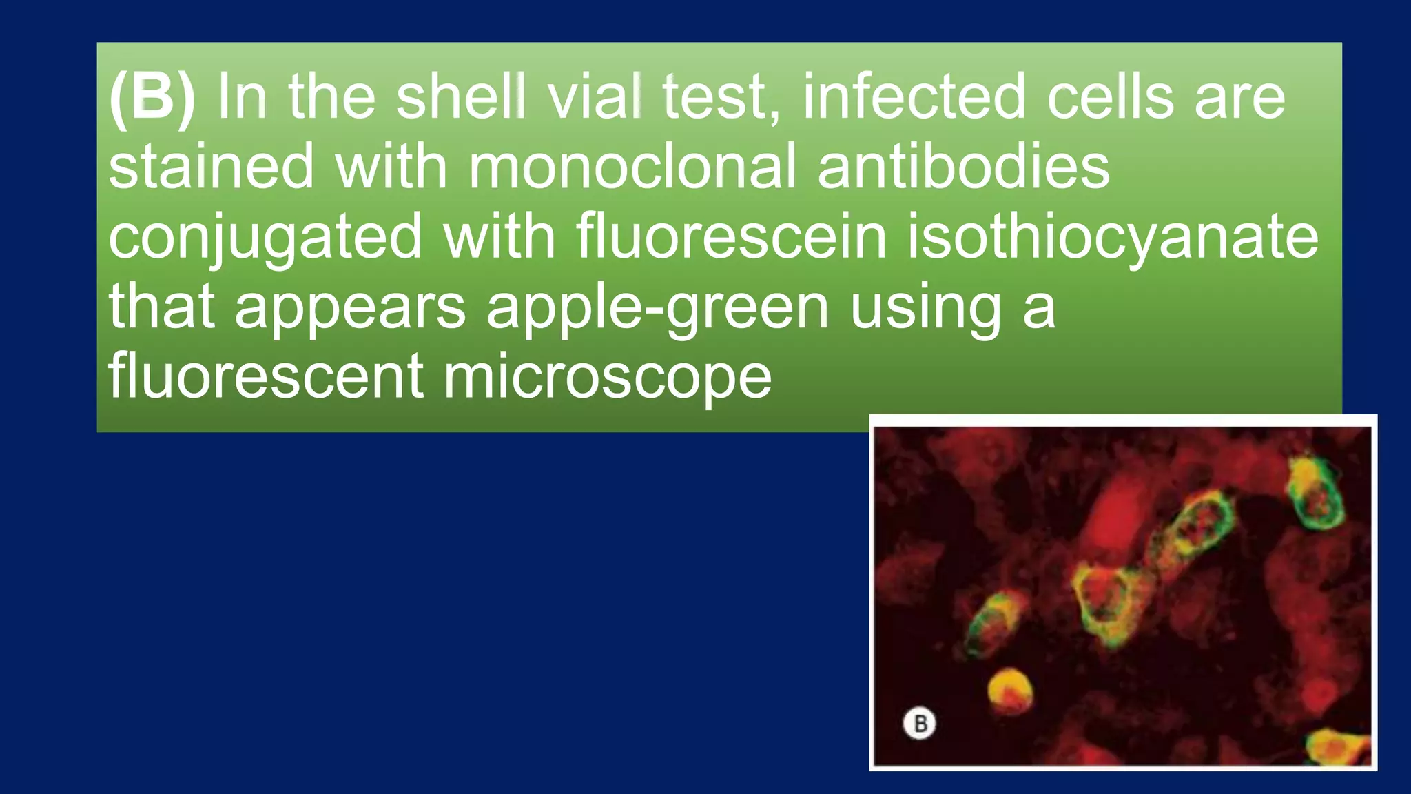 (B) In the shell vial test, infected cells are
stained with monoclonal antibodies
conjugated with fluorescein isothiocyanate
that appears apple-green using a
fluorescent microscope
 