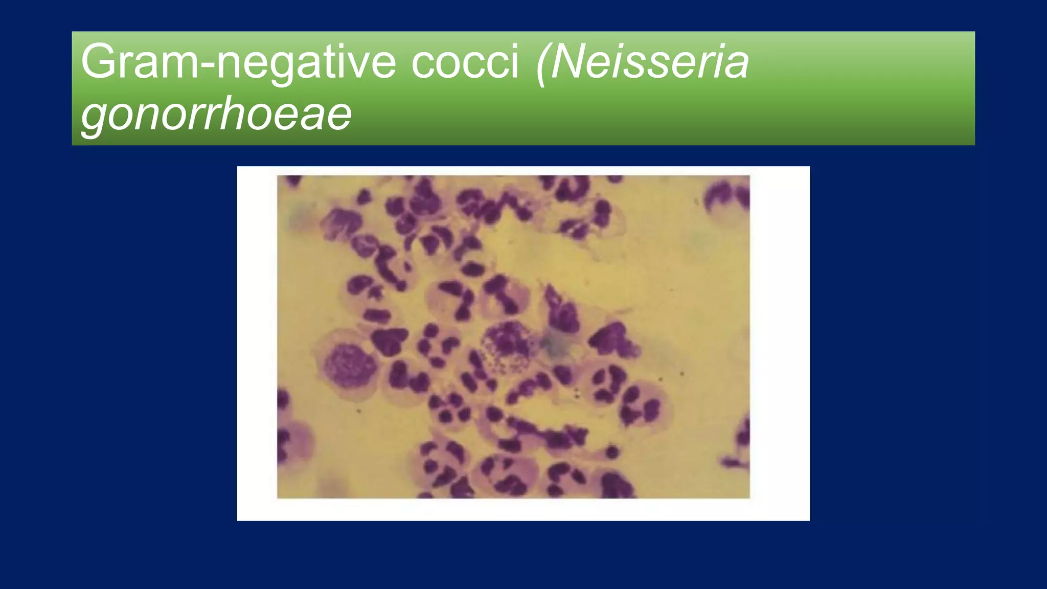 Gram-negative cocci (Neisseria
gonorrhoeae
 