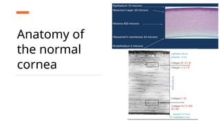 Anatomy of
the normal
cornea
 