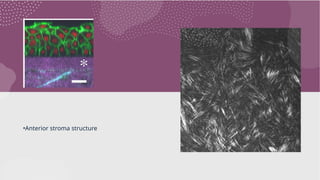 •Anterior stroma structure
 