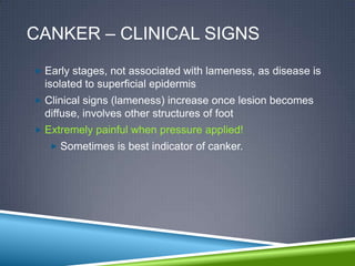 CANKER – CLINICAL SIGNS
 Early stages, not associated with lameness, as disease is
  isolated to superficial epidermis
 Clinical signs (lameness) increase once lesion becomes
  diffuse, involves other structures of foot
 Extremely painful when pressure applied!
    Sometimes is best indicator of canker.
 