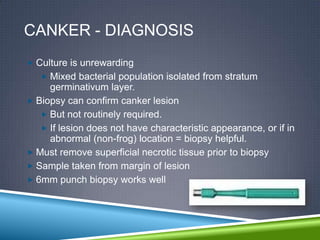 CANKER - DIAGNOSIS
 Culture is unrewarding
    Mixed bacterial population isolated from stratum
     germinativum layer.
 Biopsy can confirm canker lesion
    But not routinely required.
    If lesion does not have characteristic appearance, or if in
     abnormal (non-frog) location = biopsy helpful.
 Must remove superficial necrotic tissue prior to biopsy
 Sample taken from margin of lesion
 6mm punch biopsy works well
 