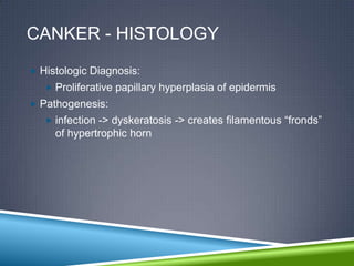 CANKER - HISTOLOGY
 Histologic Diagnosis:
    Proliferative papillary hyperplasia of epidermis
 Pathogenesis:
    infection -> dyskeratosis -> creates filamentous “fronds”
     of hypertrophic horn
 