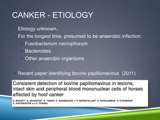CANKER - ETIOLOGY
 Etiology unknown.
 For the longest time, presumed to be anaerobic infection:
    Fusobacterium necrophorum
    Bacteroides
    Other anaerobic organisms


 Recent paper identifying bovine papillomavirus (2011)
 