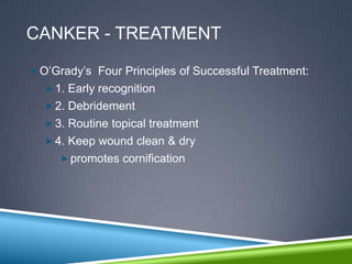 CANKER - TREATMENT

 O‟Grady‟s Four Principles of Successful Treatment:
   1. Early recognition
   2. Debridement
   3. Routine topical treatment
   4. Keep wound clean & dry
      promotes cornification
 