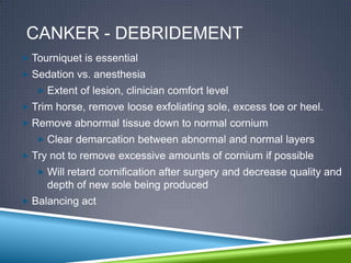 CANKER - DEBRIDEMENT
 Tourniquet is essential
 Sedation vs. anesthesia
    Extent of lesion, clinician comfort level
 Trim horse, remove loose exfoliating sole, excess toe or heel.
 Remove abnormal tissue down to normal cornium
    Clear demarcation between abnormal and normal layers
 Try not to remove excessive amounts of cornium if possible
    Will retard cornification after surgery and decrease quality and
     depth of new sole being produced
 Balancing act
 
