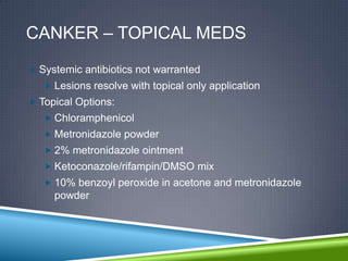 CANKER – TOPICAL MEDS
 Systemic antibiotics not warranted
    Lesions resolve with topical only application
 Topical Options:
    Chloramphenicol
    Metronidazole powder
    2% metronidazole ointment
    Ketoconazole/rifampin/DMSO mix
    10% benzoyl peroxide in acetone and metronidazole
     powder
 