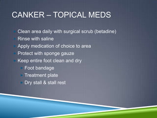 CANKER – TOPICAL MEDS
 Clean area daily with surgical scrub (betadine)
 Rinse with saline
 Apply medication of choice to area
 Protect with sponge gauze
 Keep entire foot clean and dry
    Foot bandage
    Treatment plate
    Dry stall & stall rest
 