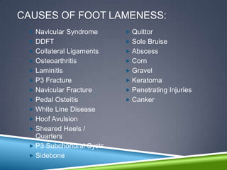 CAUSES OF FOOT LAMENESS:
  Navicular Syndrome      Quittor
  DDFT                    Sole Bruise
  Collateral Ligaments    Abscess
  Osteoarthritis          Corn
  Laminitis               Gravel
  P3 Fracture             Keratoma
  Navicular Fracture      Penetrating Injuries
  Pedal Osteitis          Canker
  White Line Disease
  Hoof Avulsion
  Sheared Heels /
   Quarters
  P3 Subchondral Cysts
  Sidebone
 