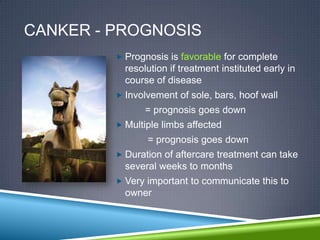 CANKER - PROGNOSIS
          Prognosis is favorable for complete
           resolution if treatment instituted early in
           course of disease
          Involvement of sole, bars, hoof wall
                = prognosis goes down
          Multiple limbs affected
                = prognosis goes down
          Duration of aftercare treatment can take
           several weeks to months
          Very important to communicate this to
           owner
 