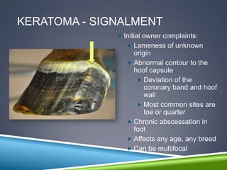 KERATOMA - SIGNALMENT
               Initial owner complaints:
                  Lameness of unknown
                   origin
                  Abnormal contour to the
                   hoof capsule
                     Deviation of the
                       coronary band and hoof
                       wall
                     Most common sites are
                       toe or quarter
                  Chronic abscessation in
                   foot
                  Affects any age, any breed
                  Can be multifocal
 