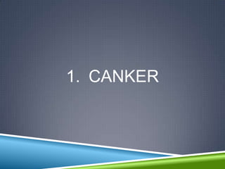 1. CANKER
 