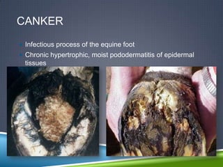 CANKER
 Infectious process of the equine foot
 Chronic hypertrophic, moist pododermatitis of epidermal
  tissues
 