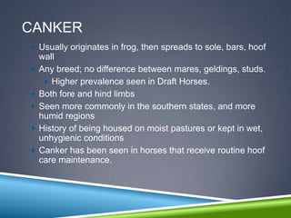 CANKER
 Usually originates in frog, then spreads to sole, bars, hoof
  wall
 Any breed; no difference between mares, geldings, studs.
    Higher prevalence seen in Draft Horses.
 Both fore and hind limbs
 Seen more commonly in the southern states, and more
  humid regions
 History of being housed on moist pastures or kept in wet,
  unhygienic conditions
 Canker has been seen in horses that receive routine hoof
  care maintenance.
 