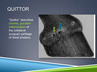QUITTOR

 “Quittor” describes
  chronic, purulent
  inflammation of
  the collateral
  (ungual) cartilage
  of distal phalanx.
 
