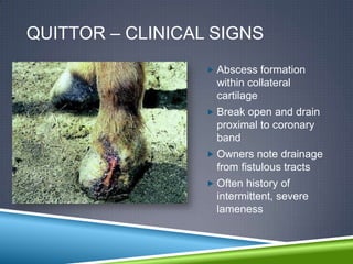 QUITTOR – CLINICAL SIGNS
                   Abscess formation
                    within collateral
                    cartilage
                   Break open and drain
                    proximal to coronary
                    band
                   Owners note drainage
                    from fistulous tracts
                   Often history of
                    intermittent, severe
                    lameness
 