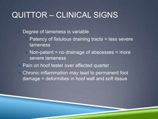 QUITTOR – CLINICAL SIGNS
  Degree of lameness is variable
     Patency of fistulous draining tracts = less severe
      lameness
     Non-patent = no drainage of abscesses = more
      severe lameness
  Pain on hoof tester over affected quarter
  Chronic inflammation may lead to permanent foot
   damage = deformities in hoof wall and soft tissue
 