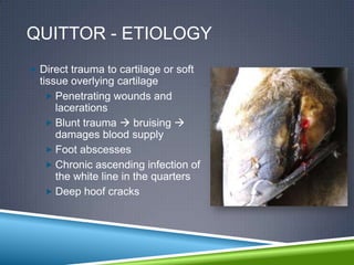 QUITTOR - ETIOLOGY
 Direct trauma to cartilage or soft
  tissue overlying cartilage
     Penetrating wounds and
      lacerations
     Blunt trauma  bruising 
      damages blood supply
     Foot abscesses
     Chronic ascending infection of
      the white line in the quarters
     Deep hoof cracks
 