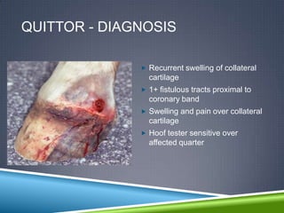 QUITTOR - DIAGNOSIS

               Recurrent swelling of collateral
                cartilage
               1+ fistulous tracts proximal to
                coronary band
               Swelling and pain over collateral
                cartilage
               Hoof tester sensitive over
                affected quarter
 
