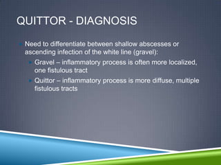 QUITTOR - DIAGNOSIS
 Need to differentiate between shallow abscesses or
  ascending infection of the white line (gravel):
    Gravel – inflammatory process is often more localized,
     one fistulous tract
    Quittor – inflammatory process is more diffuse, multiple
     fistulous tracts
 