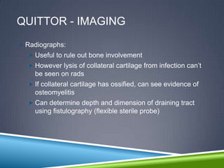 QUITTOR - IMAGING
 Radiographs:
   Useful to rule out bone involvement
   However lysis of collateral cartilage from infection can‟t
    be seen on rads
   If collateral cartilage has ossified, can see evidence of
    osteomyelitis
   Can determine depth and dimension of draining tract
    using fistulography (flexible sterile probe)
 