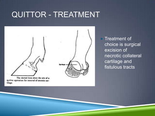 QUITTOR - TREATMENT

                       Treatment of
                        choice is surgical
                        excision of
                        necrotic collateral
                        cartilage and
                        fistulous tracts
 