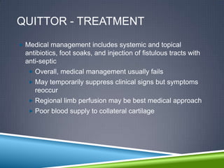 QUITTOR - TREATMENT
 Medical management includes systemic and topical
  antibiotics, foot soaks, and injection of fistulous tracts with
  anti-septic
    Overall, medical management usually fails
    May temporarily suppress clinical signs but symptoms
     reoccur
    Regional limb perfusion may be best medical approach
    Poor blood supply to collateral cartilage
 