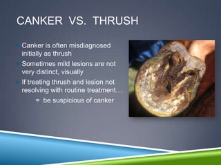 CANKER VS. THRUSH

 Canker is often misdiagnosed
  initially as thrush
 Sometimes mild lesions are not
  very distinct, visually
 If treating thrush and lesion not
  resolving with routine treatment…
       = be suspicious of canker
 