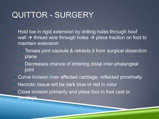 QUITTOR - SURGERY
 Hold toe in rigid extension by drilling holes through hoof
  wall  thread wire through holes  place traction on foot to
  maintain extension
    Tenses joint capsule & retracts it from surgical dissection
     plane
    Decreases chance of entering distal inter-phalangeal
     joint
 Curve incision over affected cartilage, reflected proximally
 Necrotic tissue will be dark blue or red in color
 Close incision primarily and place foot in foot cast or
  bandage
 