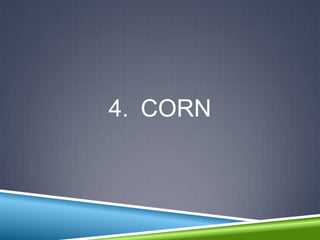 4. CORN
 